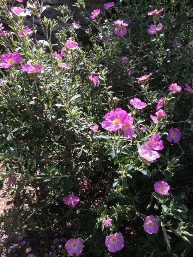 Вілла Le Mazet Des Joncs En Provence Saint-Pierre-de-Vassols Екстер'єр фото